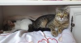 Lilibeth (4)
